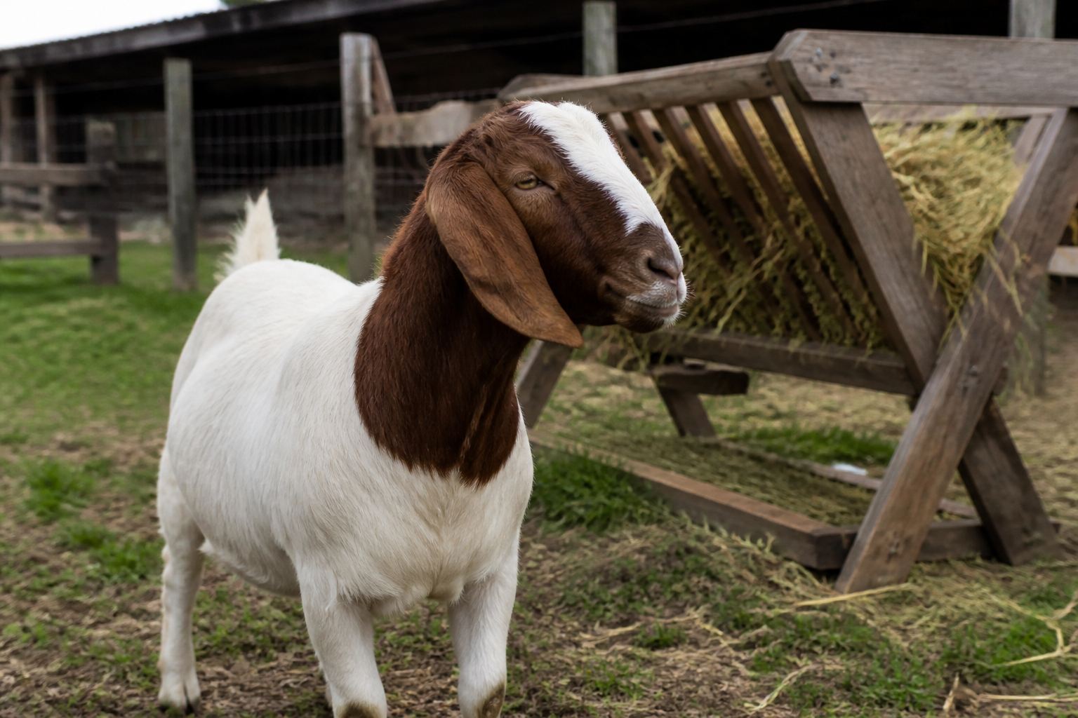 A healthy goat beside a clean hay feeder at DNT Halal Meats