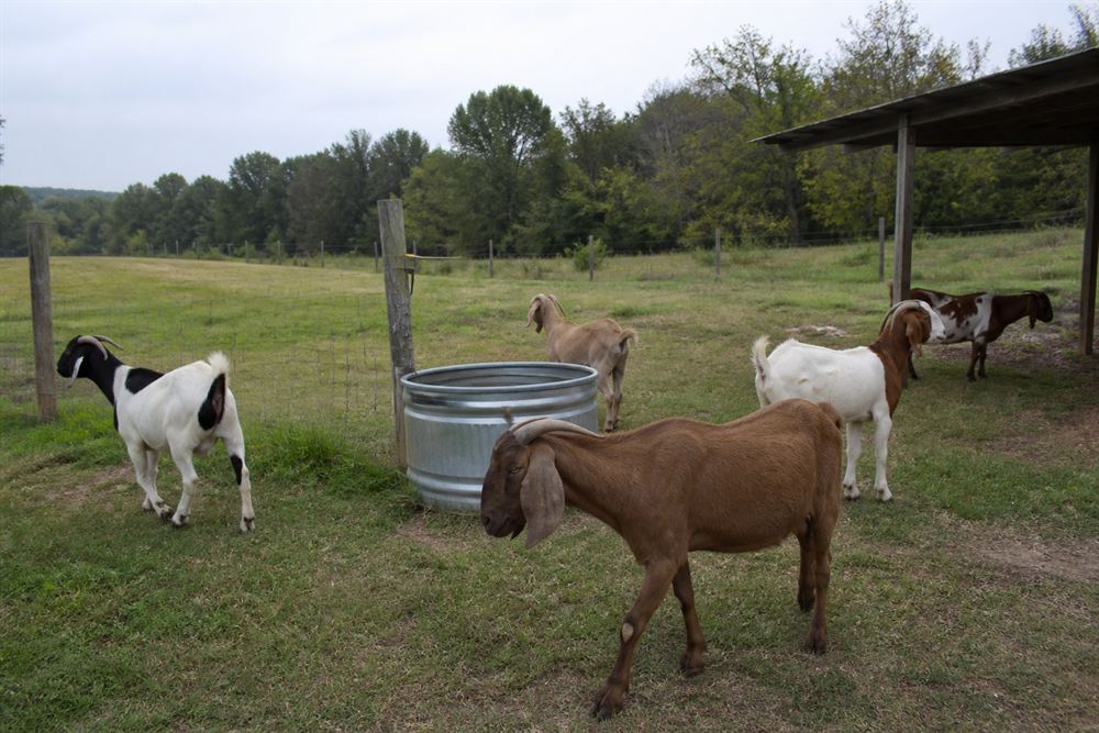Healthy goats in a maintained pasture with shade and a full water trough